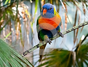 Rainbow lorikeet Trichoglossus moluccanus, in a palm tree